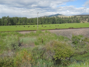 Buffalo near Missoula, Montana